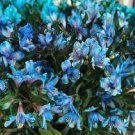 100 Peruvian Lily Alstroemeria Seeds
