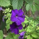 100 Purple Garden Petunia Perennial Flower seeds
