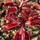 100 Red Dionaea Muscipula Seeds