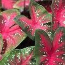 100 Thailand Caladium Bicolor Seed Balcony Rare Burnt Seeds