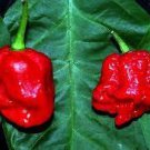 100 Scorpion Carolina Reaper Jolokia Peter Pepper Mixed Chilli Seeds