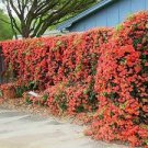 100 Trumpet Creeper Seeds