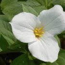 100 White Trillium Wildflower Seeds