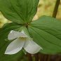 100 White Trillium Wildflower Seeds