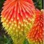 300 True Hot Poker (Kniphofia Uvaria) Beautiful Torch Lily Flower Seeds