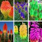 300 True Hot Poker (Kniphofia Uvaria) Beautiful Torch Lily Flower Seeds