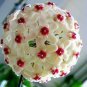 15 Hoya Carnosa Plant Seed Garden Plant Seeds