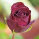 50 UNIQUE Louis Xiv Rose seeds Perennials Seeds