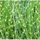 50 Zebra Grass Seeds Miscanthus Sinensis Zebrinus Non-Hybrid