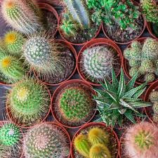 500 Mini Cactus Suculent Seeds