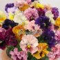 500 Mixed Color Rare Pansy Bonsai Wavy Viola Tricolor Flower Bonsai seeds