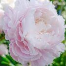 5 Rare 'Fu Yin' White Pink Peony Seedling Flower Seeds