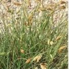 50 Buchloe Dactyloides Grass Seeds