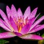 1 AU Pink Water Lily Nymphaea Flower Seeds