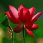 1 Heirloom Super Red Nelumbo Nucifera Lotus Flower Bonsai Seeds