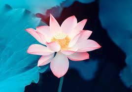 1 New Bonsai Balcony Red Multi-petalled Lotus Flower Seeds