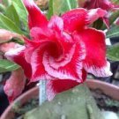 2 layer Dark Red Adenium big blooming petals with black hole desert rose 2 Seeds