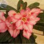 2 Adenium Orange Petals Red Stripe Flower Seeds single compact flowers bonsai desert rose seeds