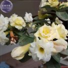 2 Adenium White Yellow Bonsai Tree Flower Seeds