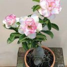 2 Adenium Whitish Light Water Pink Petals Flower Seeds