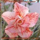 2 Heirloom 'Cheng Wang' Adenium Desert Rose Seeds