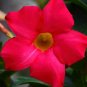4 Adenium Obesum Seeds Desert Rose - 2 Colors Available