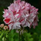 10 Geranium Pink & Dark Red Blooms Saw-toothed Petals Flower Seeds