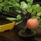 10 Red Apple Tree BONSAI Seeds