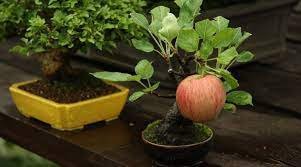 10 Red Apple Tree BONSAI Seeds
