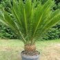 10 Sago Cycas Seeds Green Colors
