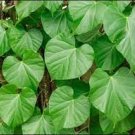 10 Tinospora Cordifolia Giloy Guduchi Seeds