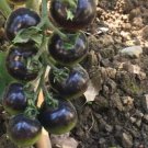 10 Tomato 'Indigo Rose' Organic Fruit Seeds