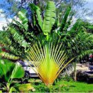 10 Traveller's-tree Seeds Ravenala Madagascariensis Tropical Ornamental