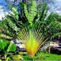10 Traveller's-tree Seeds Ravenala Madagascariensis Tropical Ornamental