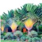 10 Traveller's-tree Seeds Ravenala Madagascariensis Tropical Ornamental
