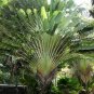 10 Traveller's-tree Seeds Ravenala Madagascariensis Tropical Ornamental