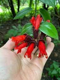15 Lipstick Flower Seeds