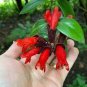 15 Lipstick Flower Seeds