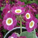 15 Primula Auricula Taffeta Seeds