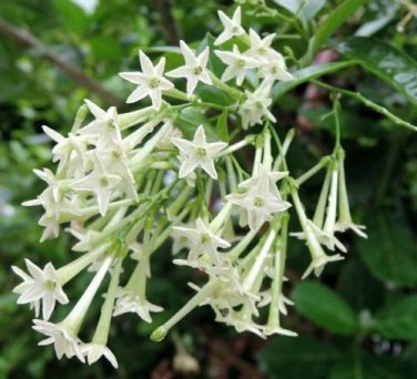 20 Cestrum Nocturnum Night Blooming Jasmine White Flowers Seeds