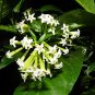 20 Cestrum Nocturnum Night Blooming Jasmine White Flowers Seeds