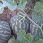 20 Color Skin Red Inside Middle Sweet Juicy Watermelon 'Ling Long Ha' Organic Seeds