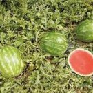 20 Green Skin Red Sweet Watermelon 'Twins' Organic Seeds