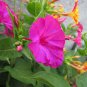 20 Mirabilis Jalapa Purple Four O'clock Perennial Flower Seeds