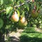 20 Organic Pear Seeds