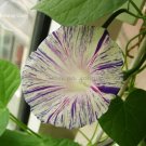 20 Phoebe Pharbitis Morning Glory Climbing Flowers Seeds
