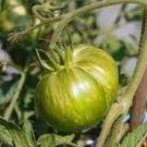 20 Rare Heirloom Yellow Tomato with Green Stripe Organic Seeds