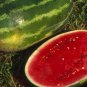 20 The Rarest Red Mini Thumb Watermelon Seeds
