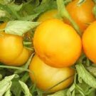 20 True Variety Big Yellow Tomato 'Mr. Huang' Organic Seeds