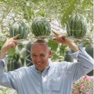 20 Very Sweet Big Round Red Watermelon Tree F2 Seeds